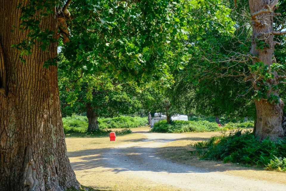 Forest track beside the pitches