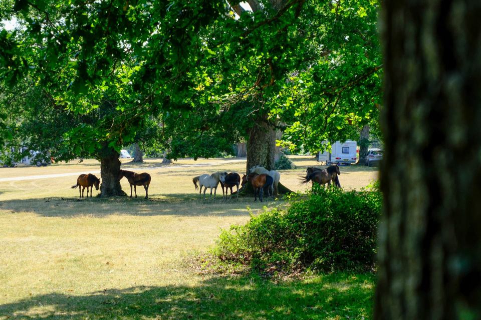 Ponies resting under an oak