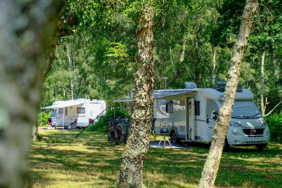 Motorhome and caravan between birches