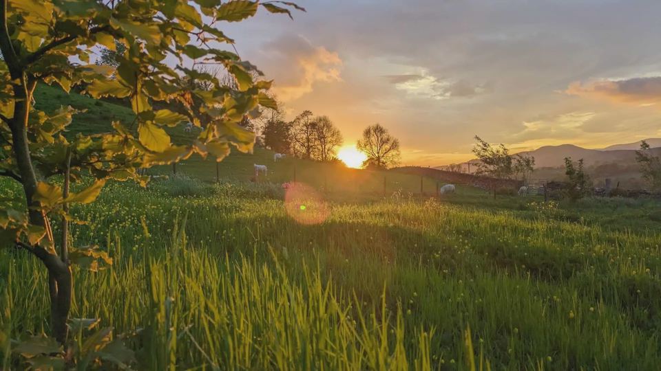 Sunset over the meadow