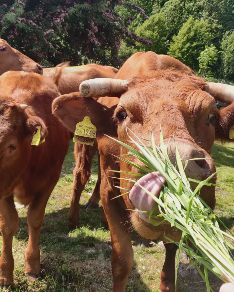 Cows eating grass