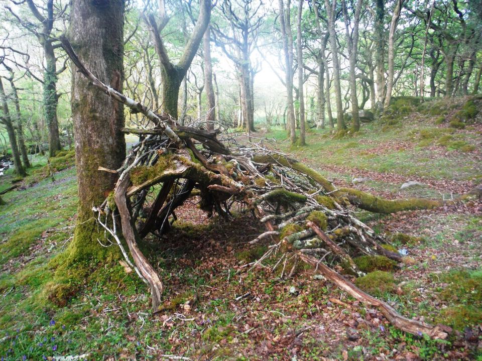 Den built in the woods