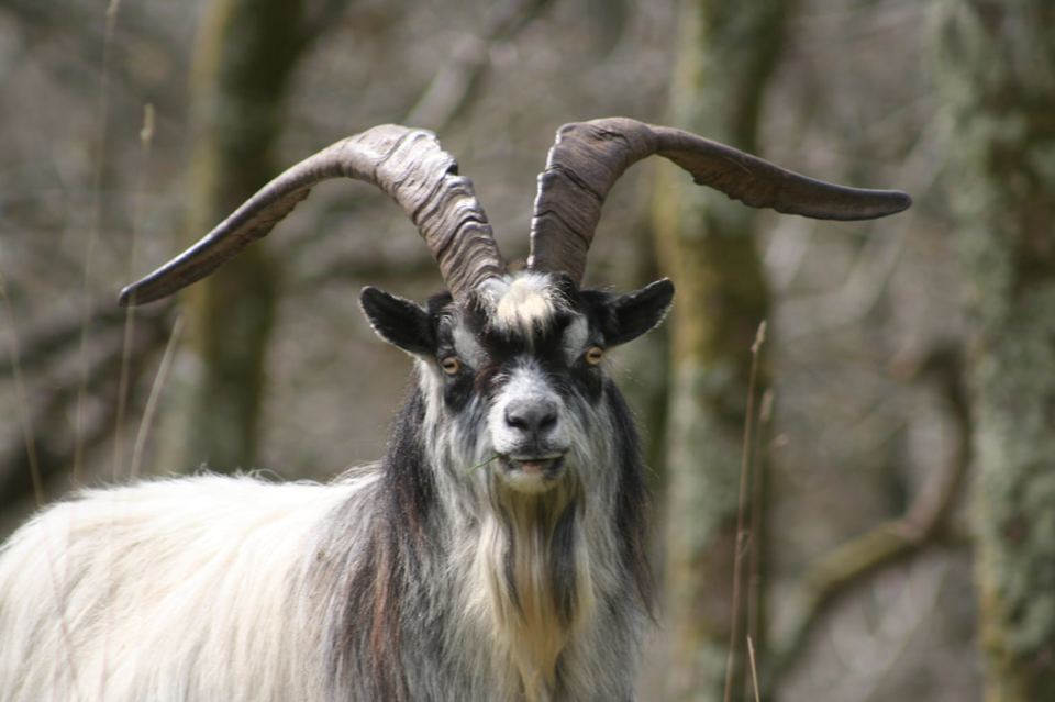 Feral goat in the woods