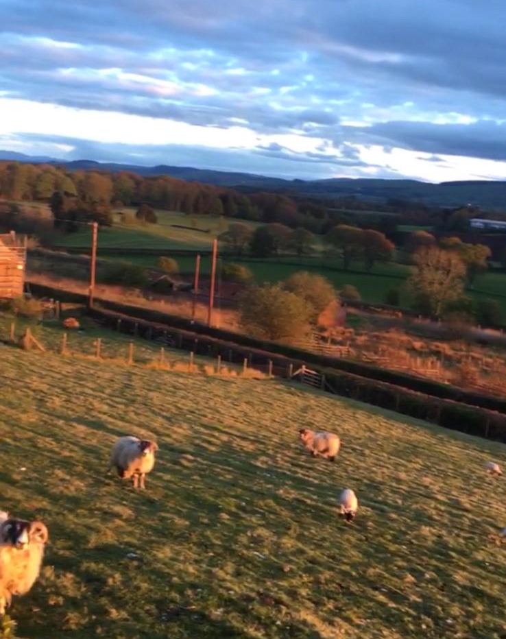 Sheep on the hillside