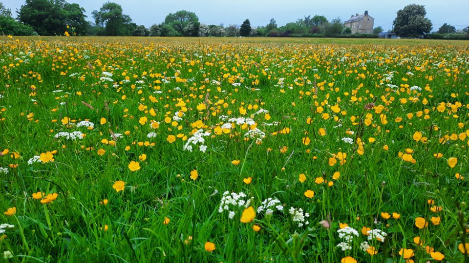 Wildflower meadow