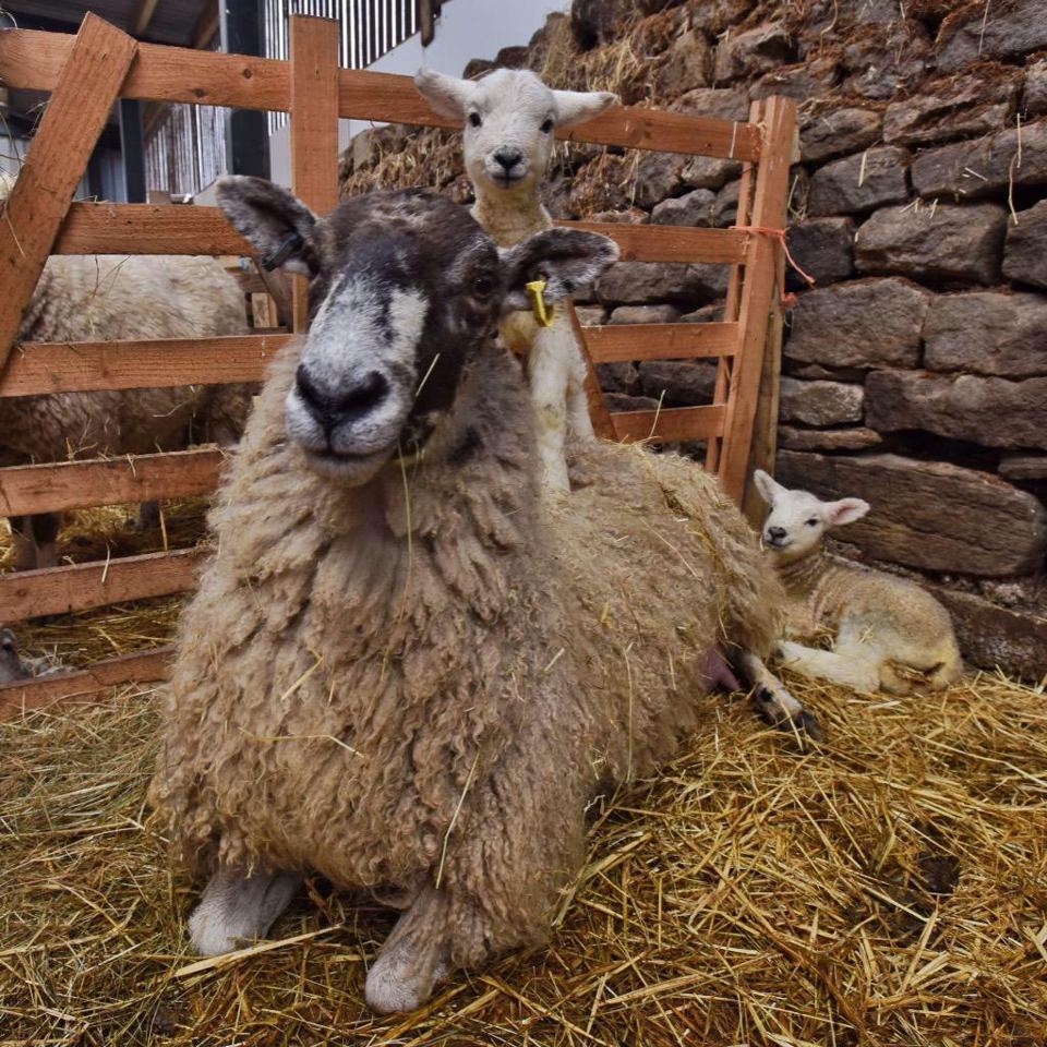 Ewe and lambs in the barn