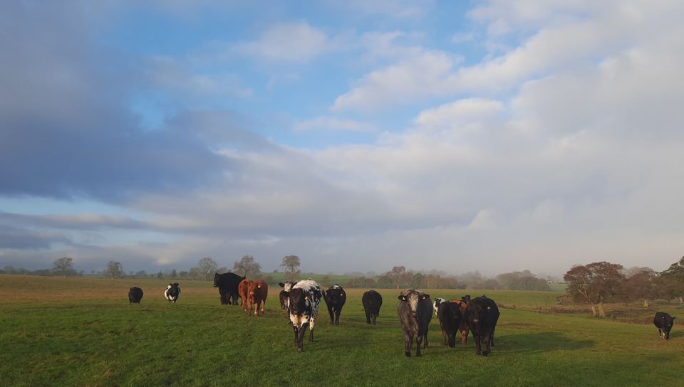 Cattle in the field