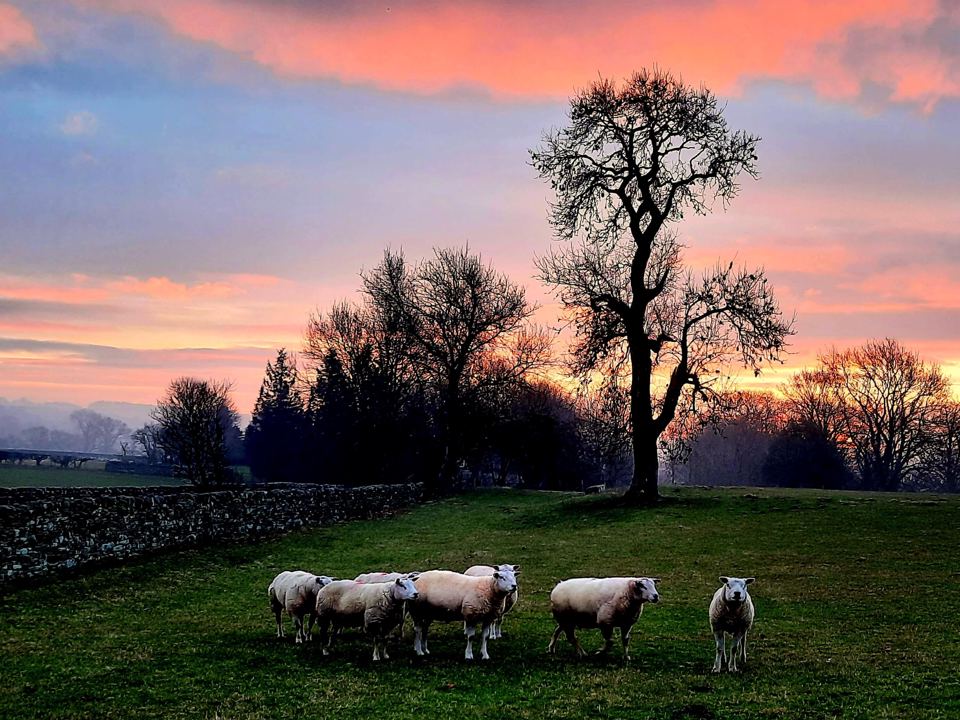 Sheep at sunset