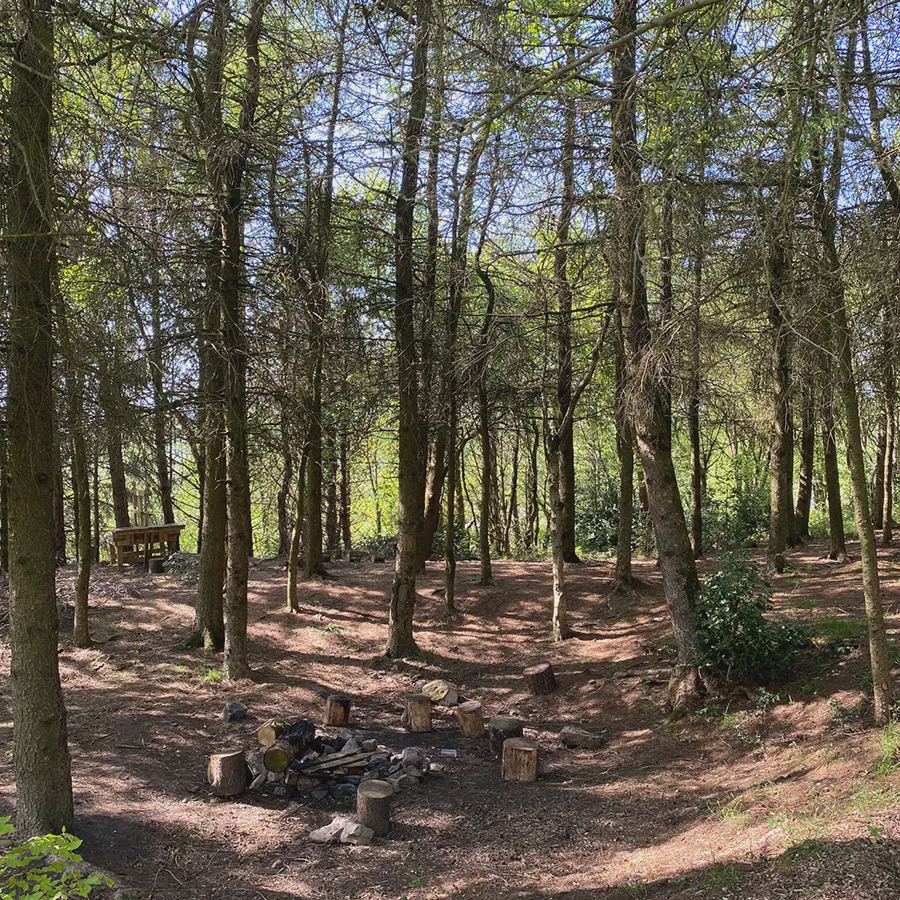 Fire circle in the wood