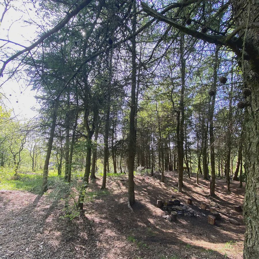 Woodland camping area