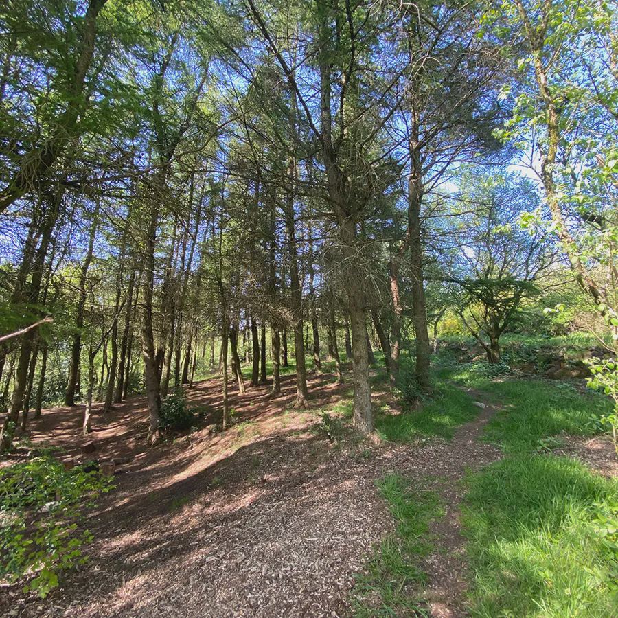 Path through the trees