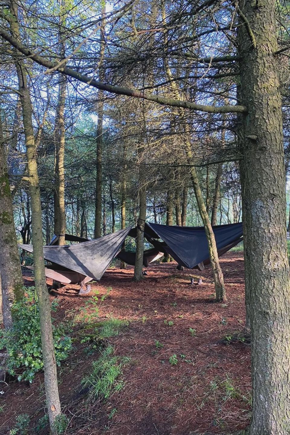 Hammocks in the woodland