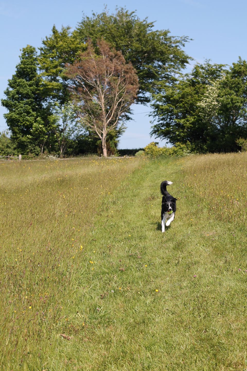 Dog in the walking field