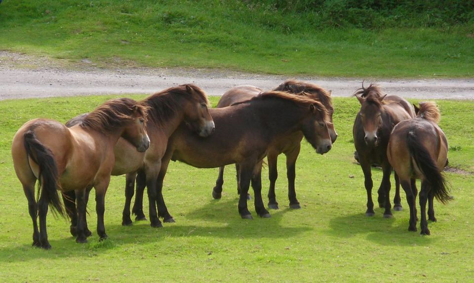 Exmoor ponies on the grass