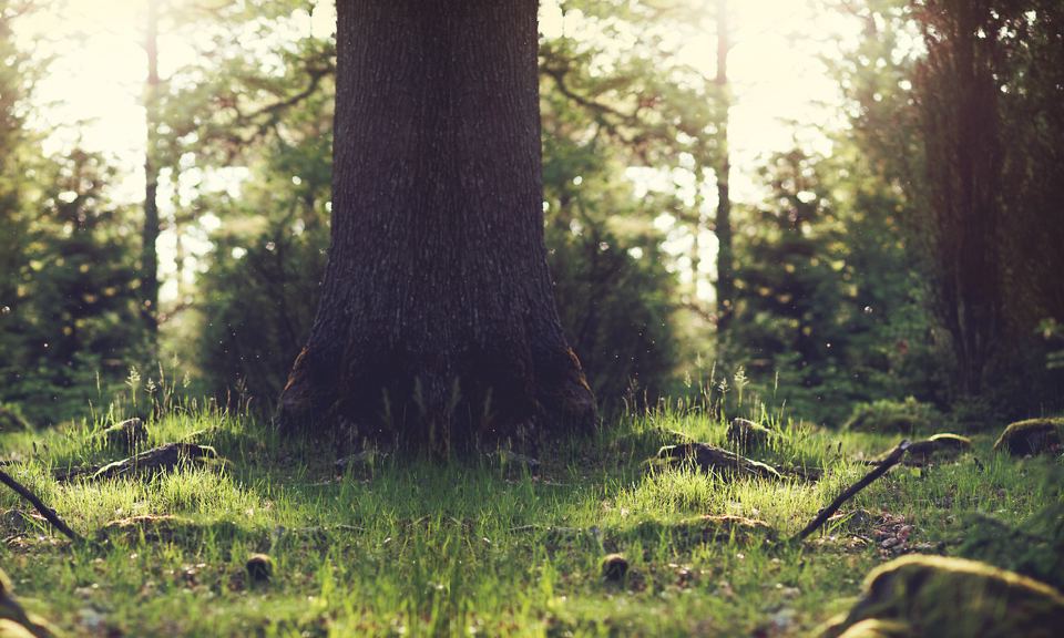 Tree trunk in the woodland