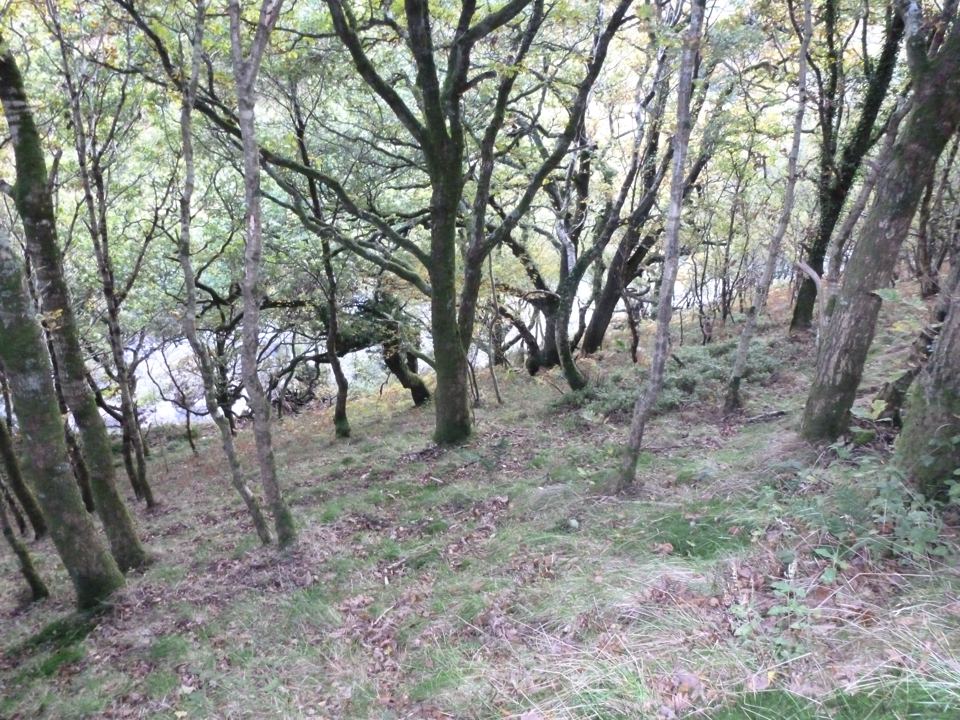 Woodland with bare trees