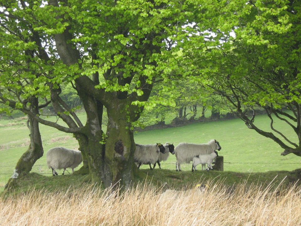 Sheep grazing under a tree