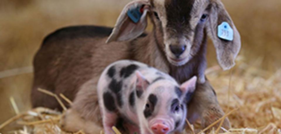 Goat kids and piglets in the straw