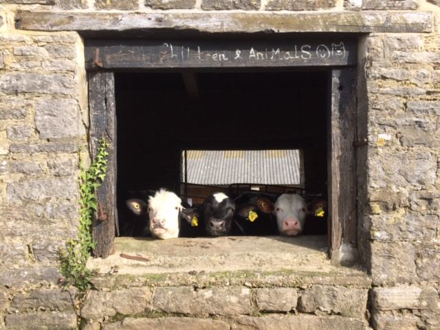 Calves at a barn window