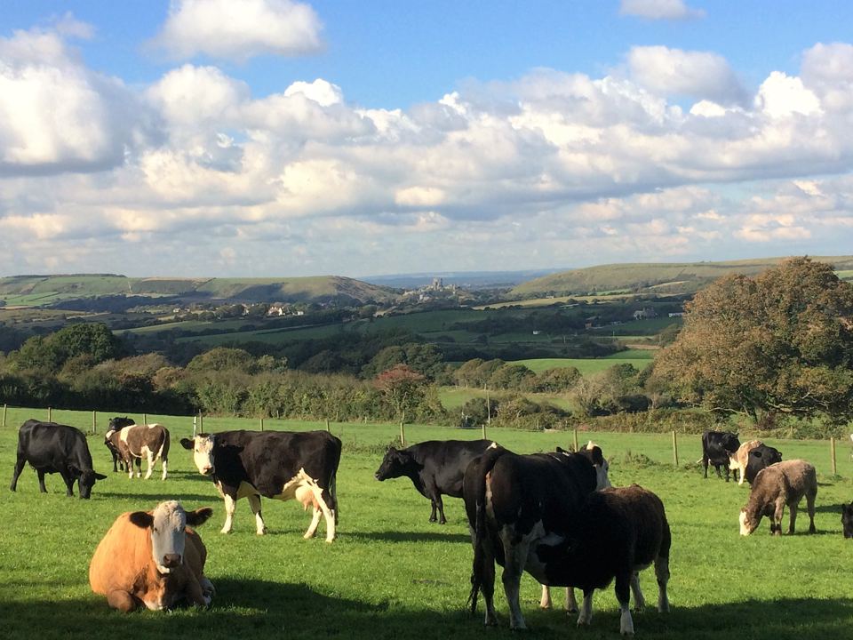 Cows grazing in the farm fields