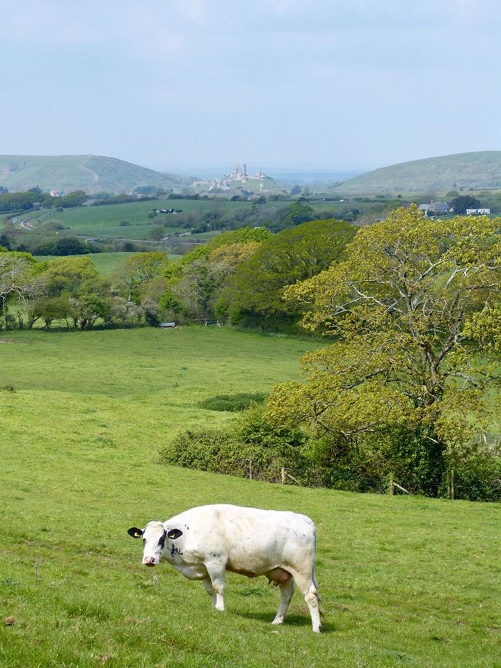 Purbeck hills towards Corfe Castle