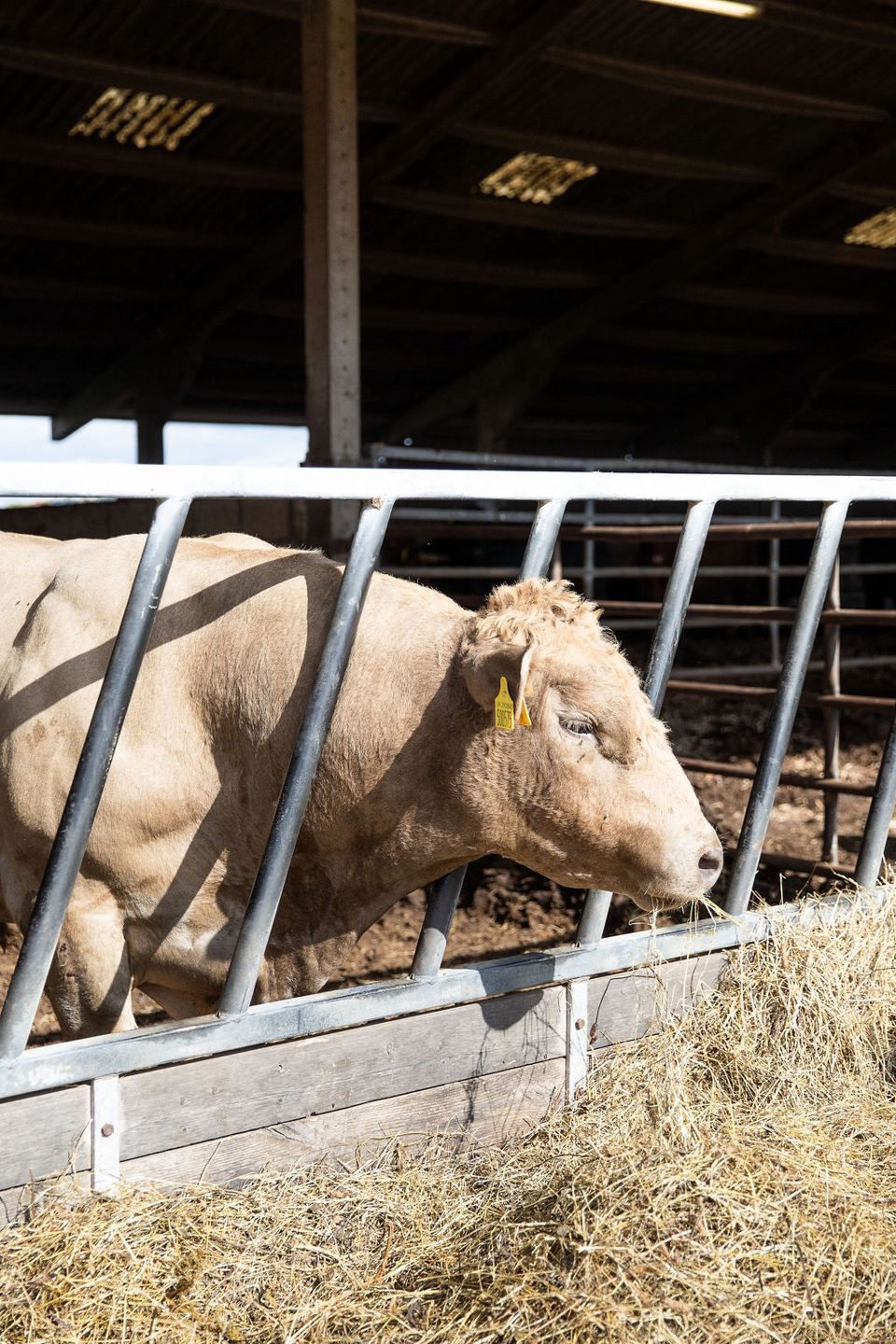 Cattle in the farm barn