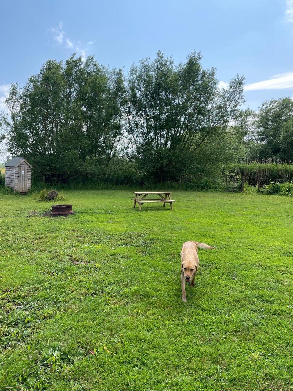 Pitch with picnic table and dog