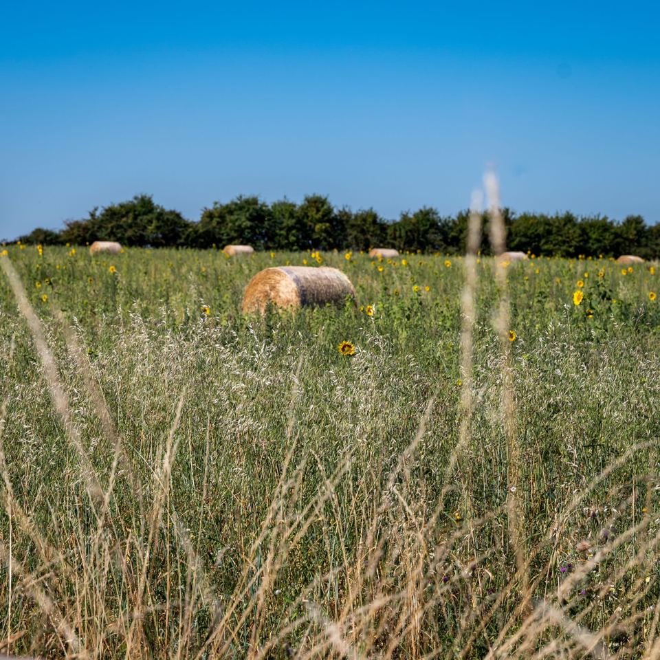 Long grass in the meadow