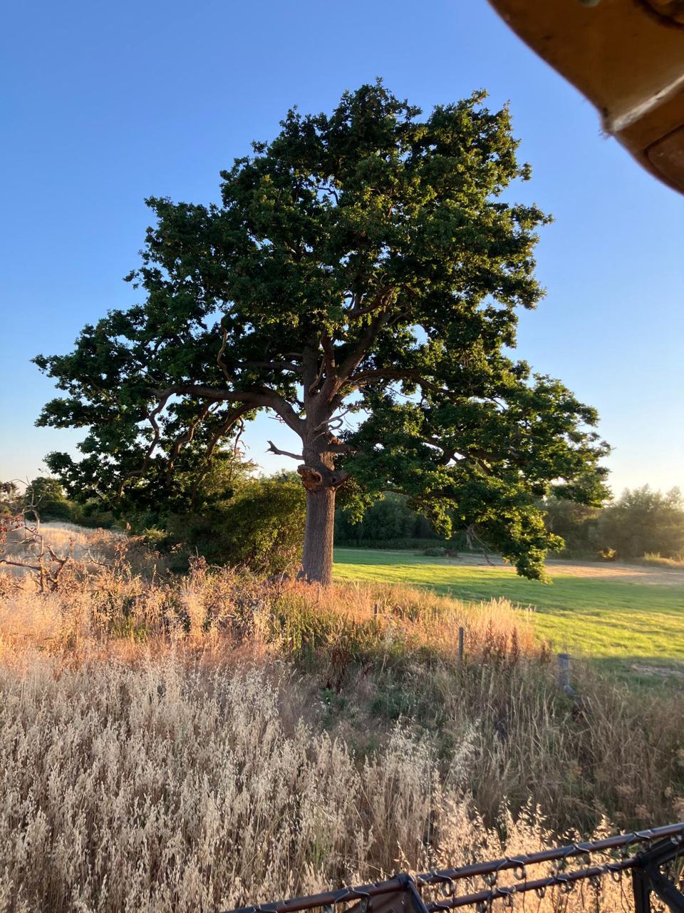 Oak tree over the fields