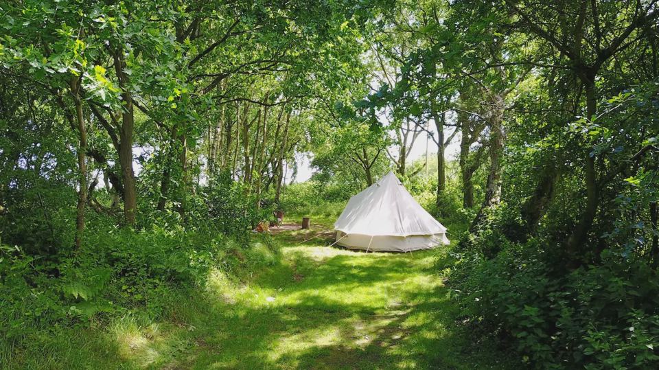 Pitch in the trees
