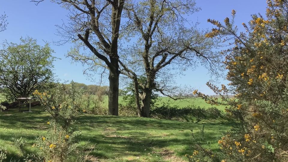 Clearing at the edge of the woods
