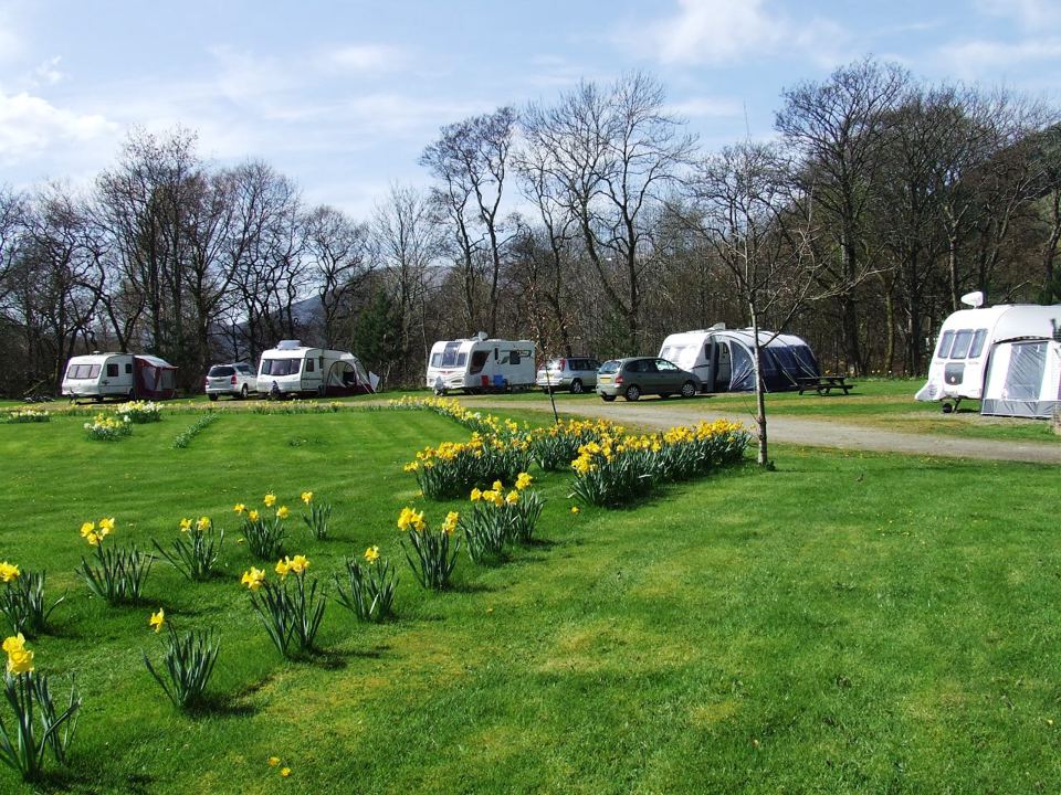 Touring pitches among daffodils