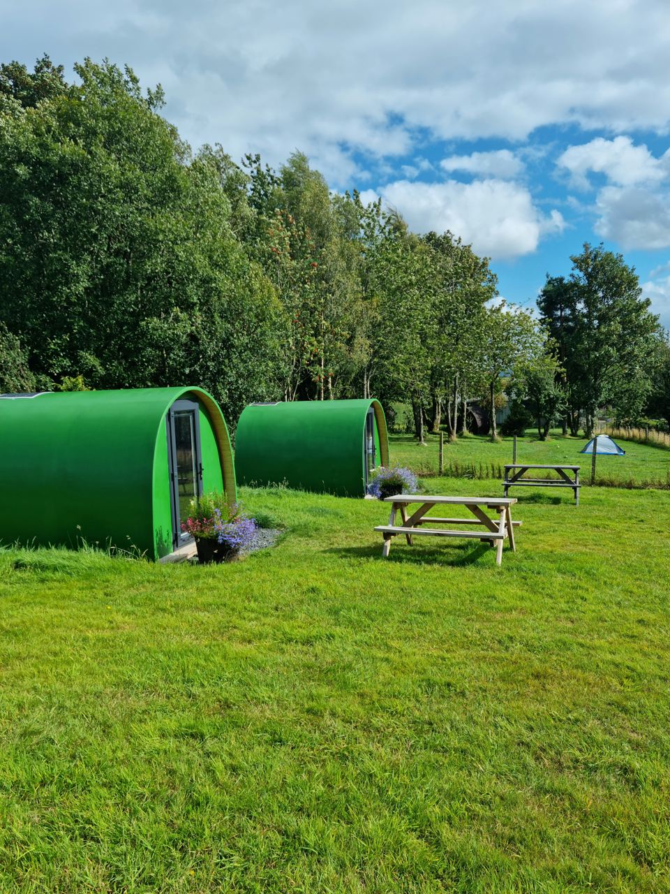 Green pods on the grass