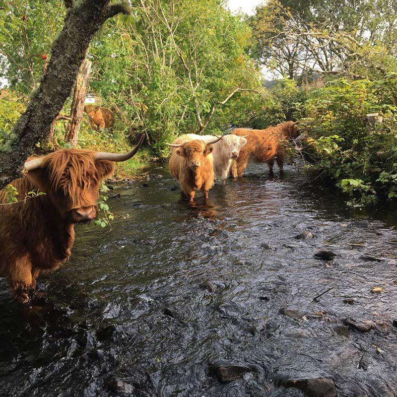 Highland cows in the burn