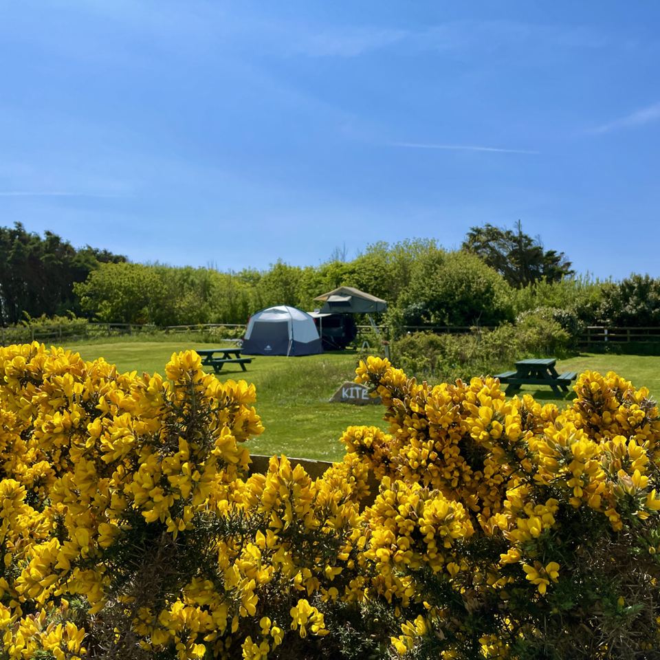 Tents among gorse