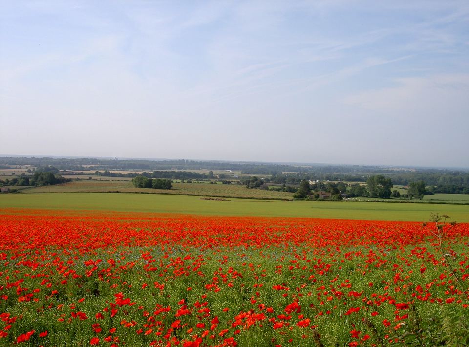 Poppy field and downs view