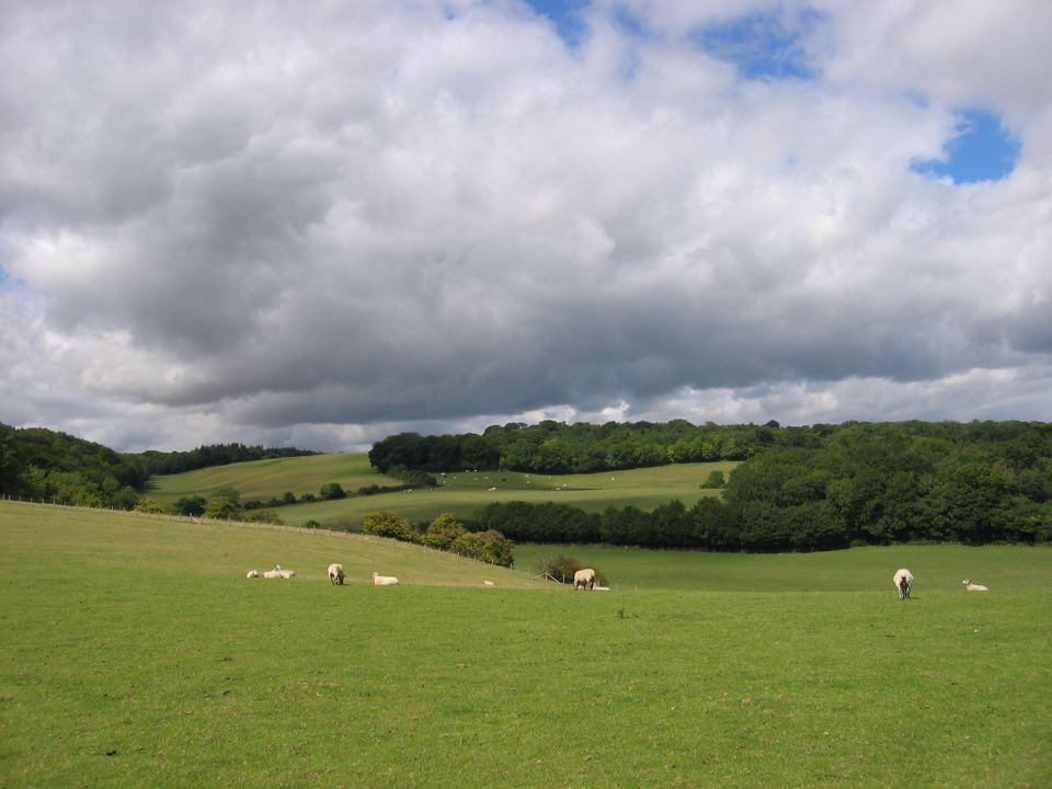 Rolling North Downs pasture