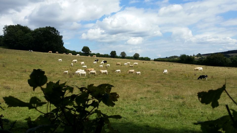 Sheep grazing on the farm