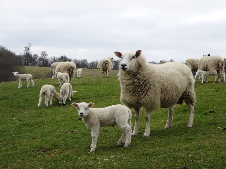 Ewe and lambs