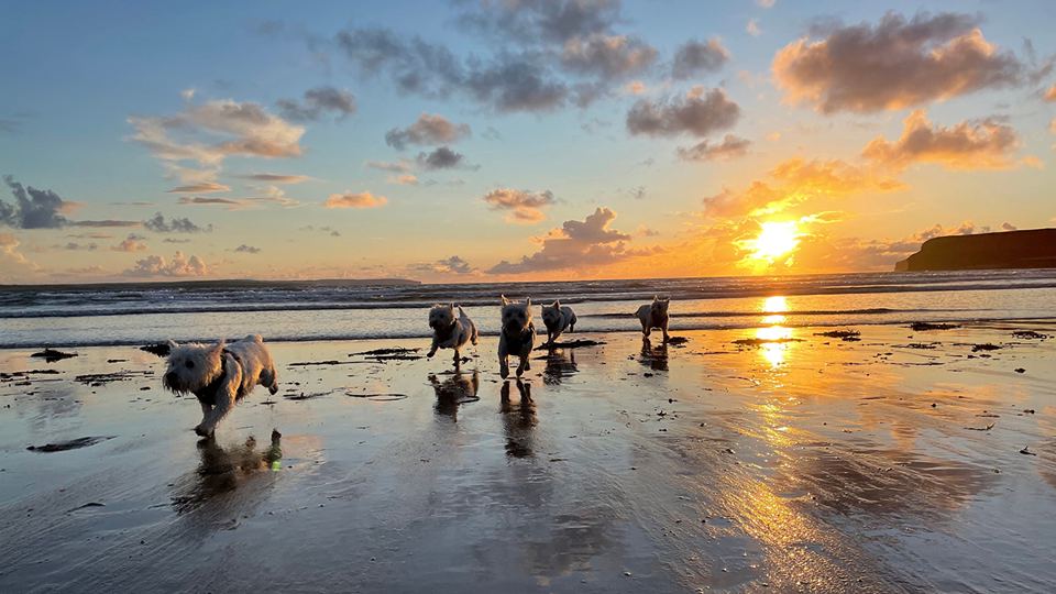 Dogs on the beach at sunset