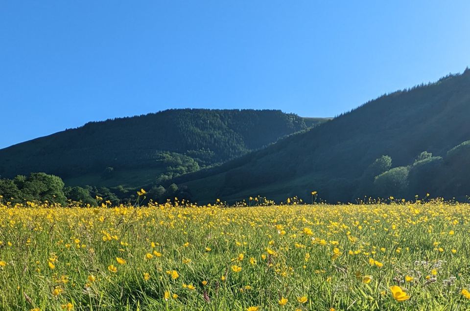 Meadow below the valley hills