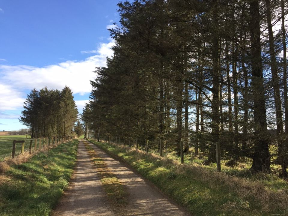 Track along the tree belt