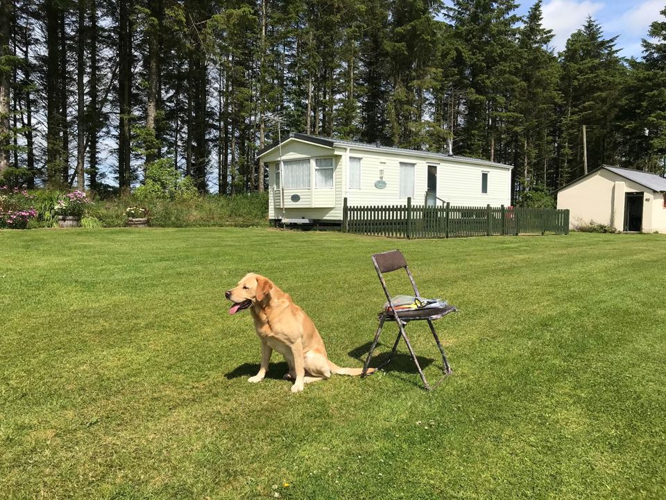 Grass field with a dog