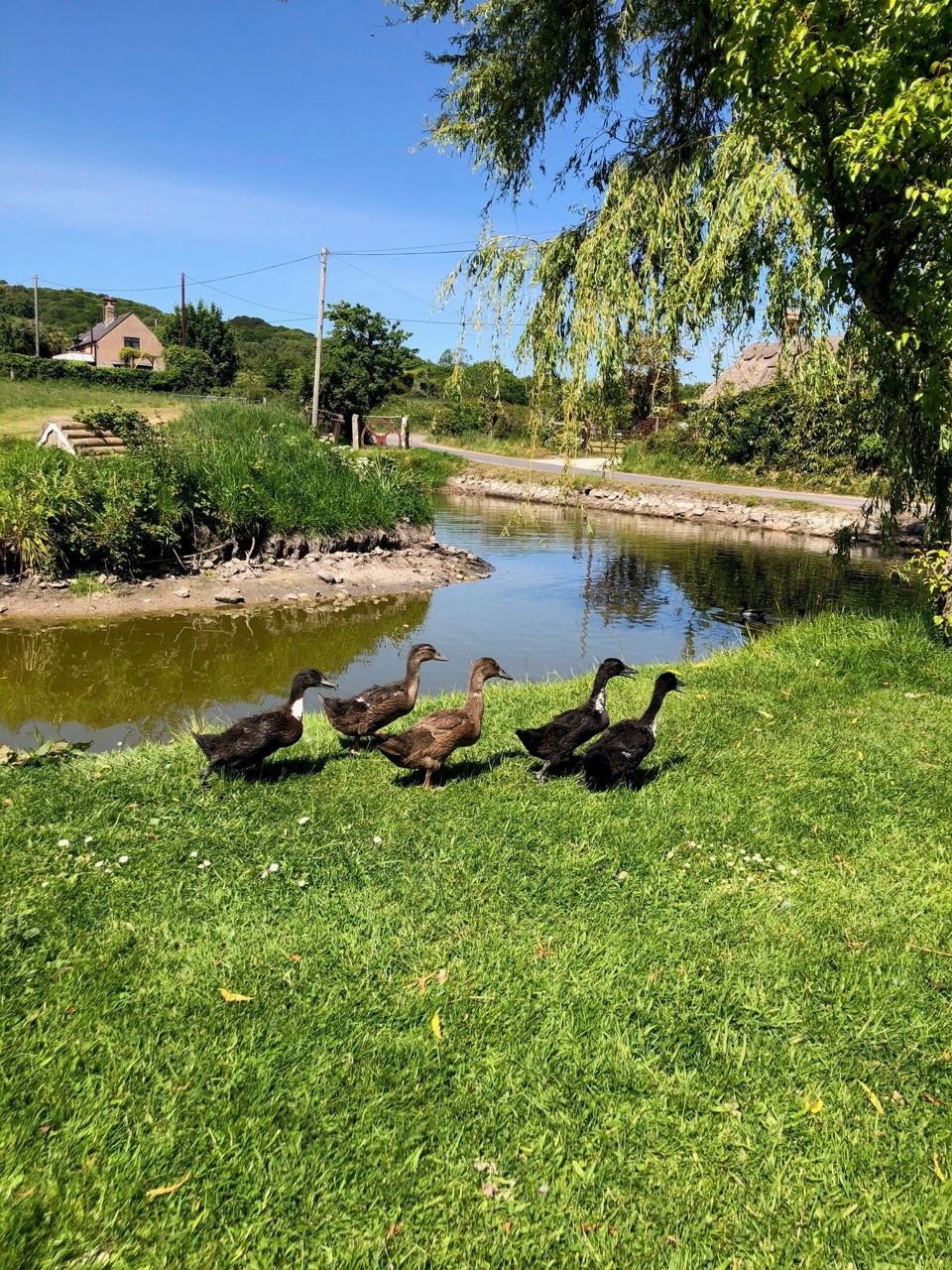 Ducks by the pond