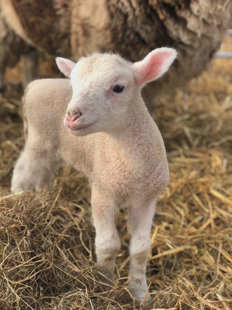 Lamb on the farm