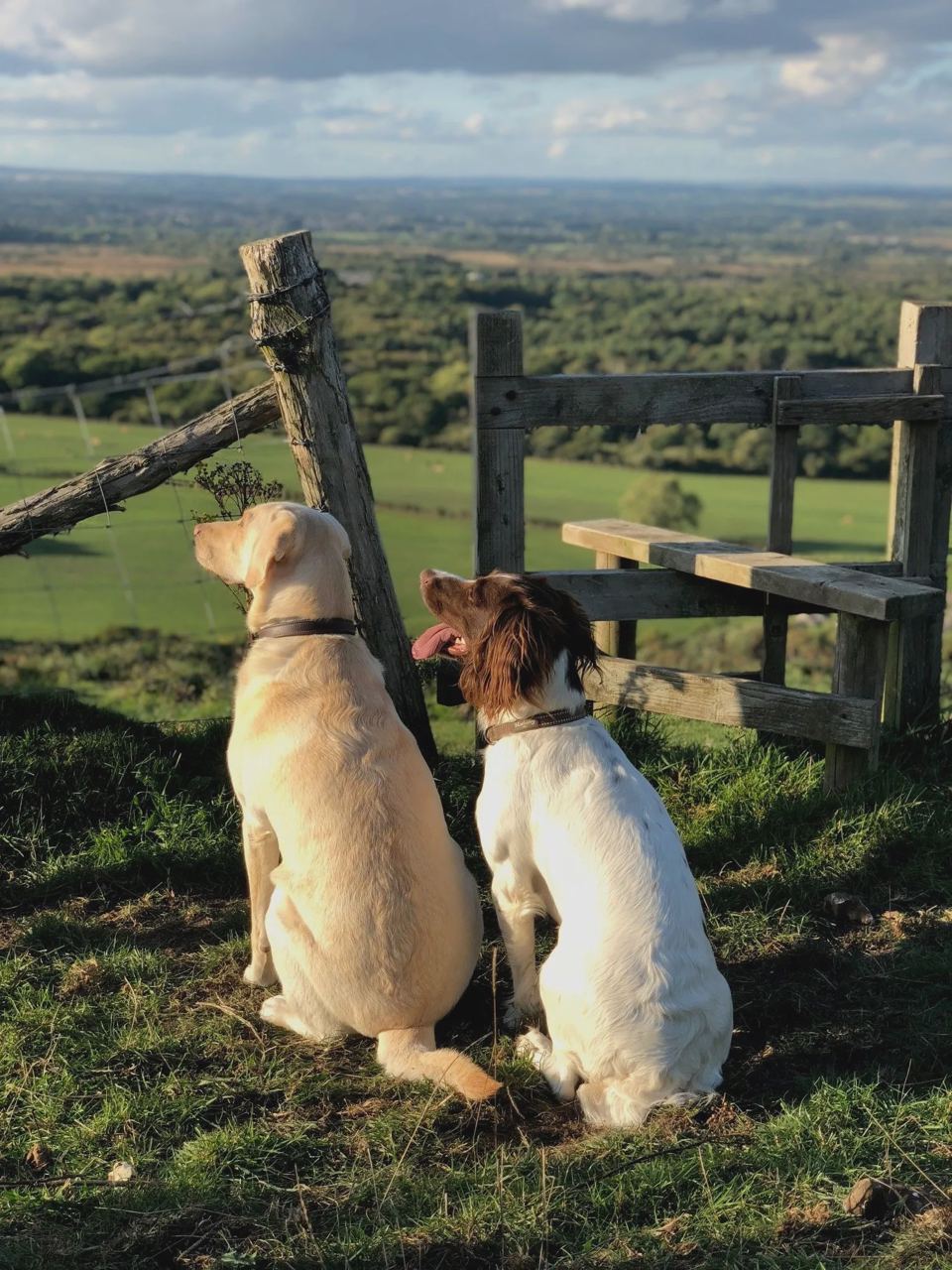 Dogs at a stile on the walk