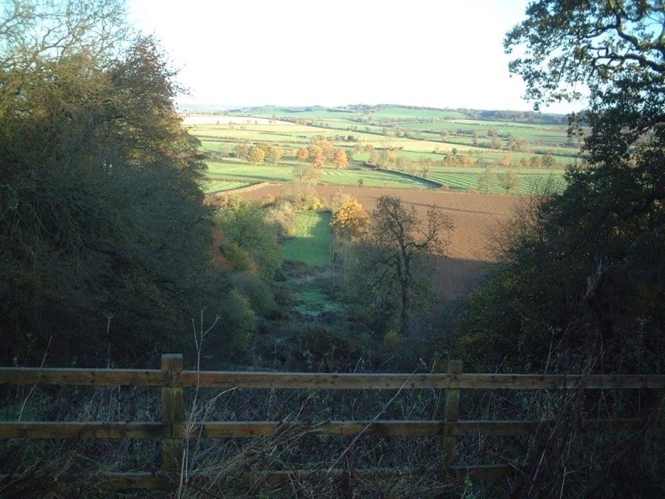 Woodland edge and fields