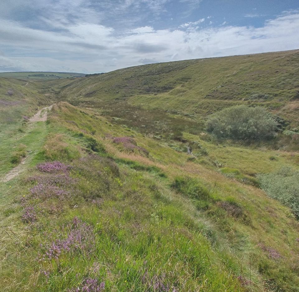 Grassy coast path