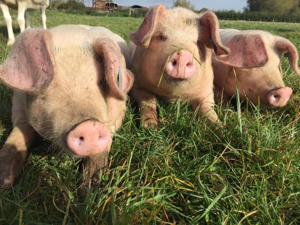 Pigs on the farm