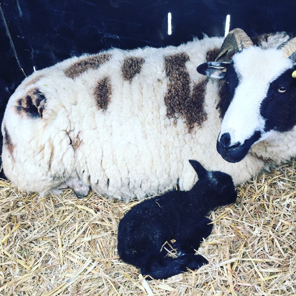 Jacob sheep and lamb